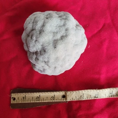 $25 • Buy Vintage Authentic Brain Ocean Coral~From Estate