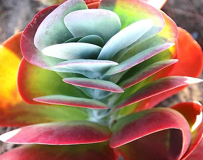 COLOR- Kalanchoe Thyrsiflora Exotic Xeriscaping Mesembs Succulents Seed 25 SEEDS • $8.99