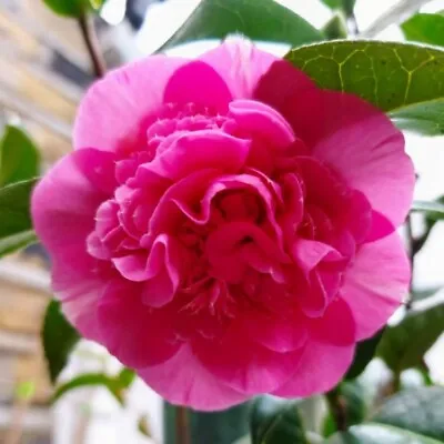 Camellia × Williamsii 'Debbie' 3Lt Pot Evergreen Shrub Plants To Your Door • £16.99