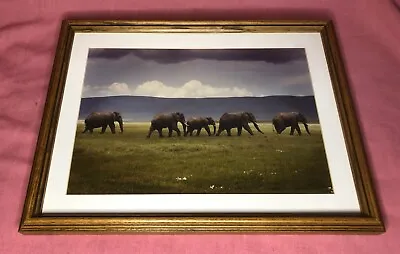 Thomas D Mangelsen Limited Edition Photograph 160/950 Elephants At Ngorongoro • $359.96