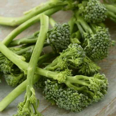 Broccoli- Green Sprouting Calabrese 95 Seeds | TSC: Heirloom & OP Seeds Non-GM • $3.24