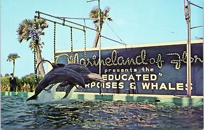 Postcard FL - Marine Studios Marineland - Porpoises Perform Triple Hoop Jump  • $4.97