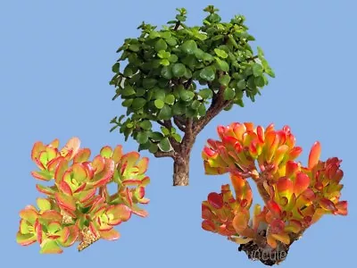 Crassula Succulent - 3 Types  Of Cuttings In 1 Pack • $6.95