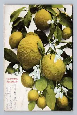Antique Lemon Tree  California Products  Millville To Shingleton PC Cover 1907 • $19.99