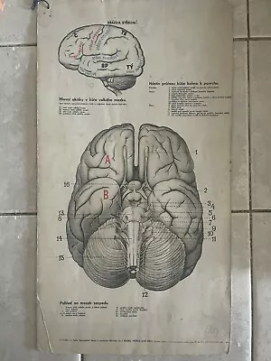 Original Vintage Medical Pull Down School Chart Of Brain • $80