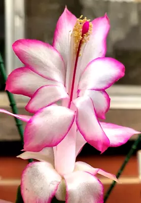 2x Madam Butterfly Pink Zygo Cactus Schlumbergera Cutting • $8.80