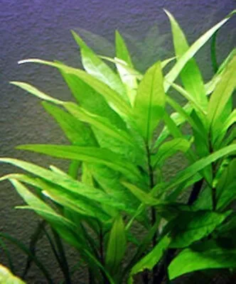 £5.45 • Buy 5 X HYGROPHILA Corymbosa -ROOTED- Live Aquarium Aquatic Plants Fish Tank