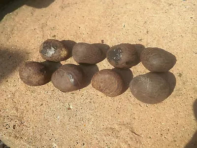 Raw Antique/old Palm Tree Tagua Nuts Ready For Netsuke Carving And Other Items • £24.99