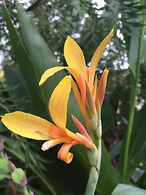 Canna Indica Cannalily Giant Apricot 10 Seeds Easy To Grow Stunning Plants • $10