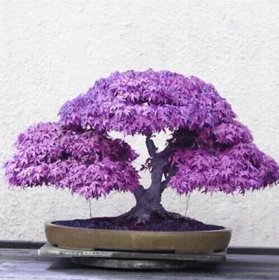 $3.89 • Buy 10 Seeds Purple Japanese Maple Tree Purple House Plant Easy Grow