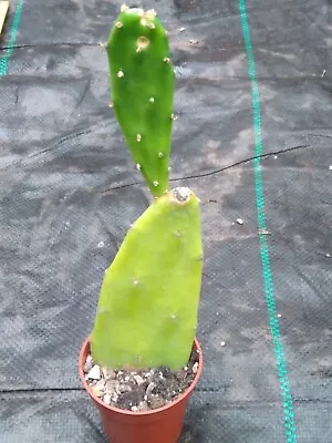 £4 • Buy Opuntia Vulgaris RED FLOWER Cactus! Succulent, Prickly Pear