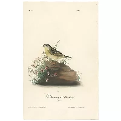 Audubon Birds Octavo 1st Ed 1840 H/c Lithograph Pl 162 Yellow-winged Bunting • $82.23