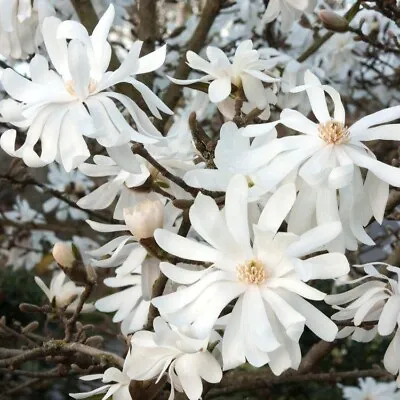 Magnolia (Stellata) XXXL Very Large 5Lt Pot Tropical Shrub Plants To Your Door • £29.99