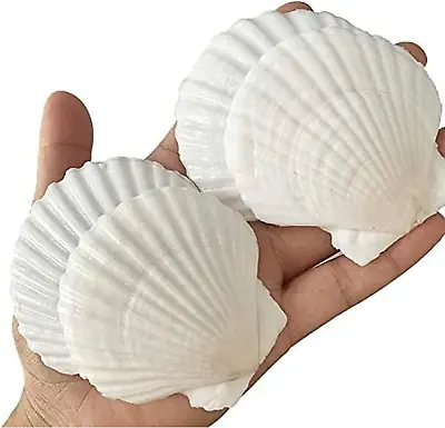 $15.87 • Buy 25PCS Sea Shells For Crafts Decoration Crafting 2''-3'' White Scallop Shells
