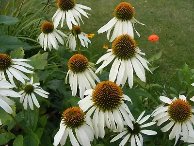 6 Echinacea Purpurea 'white Swan' Medium Plug Plants - Hardy Perennial • £16.95