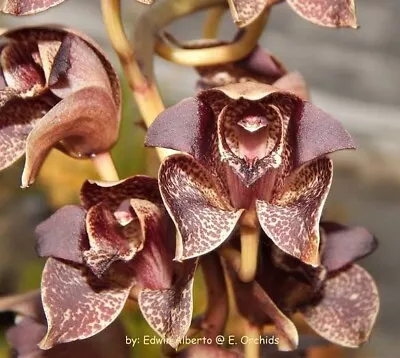 Species Orchid - Grammatophyllum Stapeliiflorum • $29