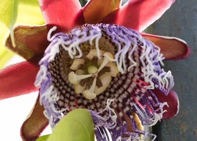 £3.45 • Buy Passiflora Quadrangularis Passion Flower  X 10 Seeds Climbing Plant 