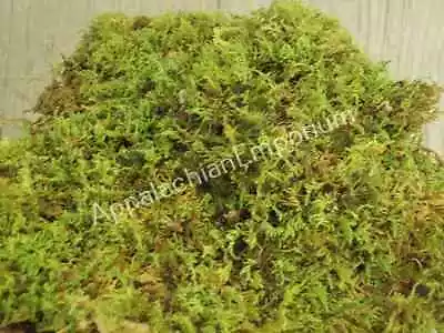 Live Moss Scraps For Transplant Or Use Between Patio Stones Feather Sheet 1 Gal • $13.89