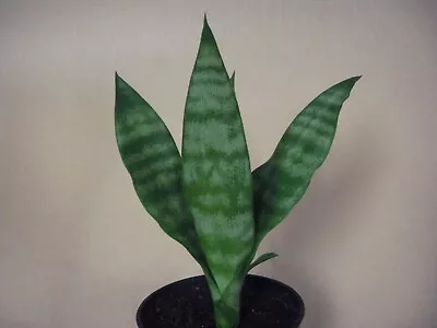 Sansevieria Parva X. Senegambica Hybrid -- Very Rare Succulent • $18.99