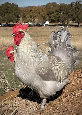 6 STUNNINGLY RARE Lavender Birchen Marans Lavender Isabel Marans Hatching Eggs • $65