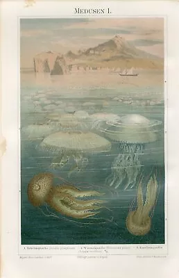 1895 MARINE SEA JELLYFISH MEDUSA Antique Chromolithograph Print • $1.99
