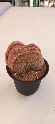 Rainbow Cactus Crested • $170