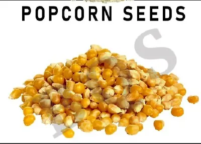 £1.90 • Buy Popcorn Seeds | Popping Corn | Popcorn Kernels | Popped Corns | Free P&P U.K 