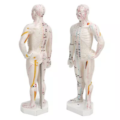 Body Acupuncture Model Professional Point Model Human Body Acupuncture • $22.61