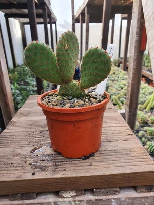£18 • Buy Opuntia  Plant