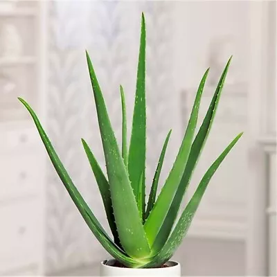 2 Medium Aloe Vera Plants 10  - 16  In Height Mature • £23.74