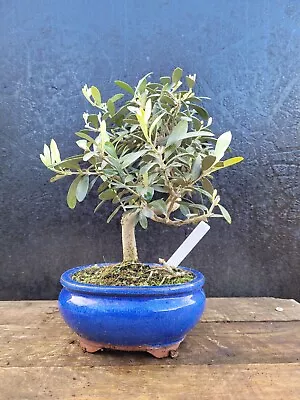 Shohin Bonsai Tree Olive Outdoor Tree  In Ceramic Bonsai Pot Olea Sylvestris 5 • £55