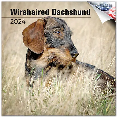 Dachshund Dog Breed Calendar 2024 FULL SIZE 12x24 Made In USA • £13.72