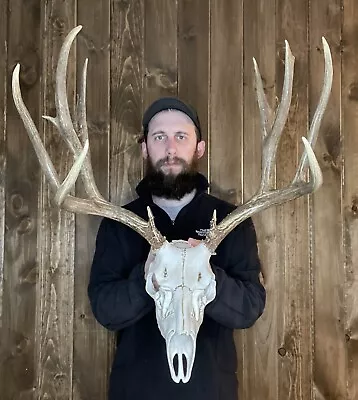 Dark Perfect 6x6 Mule Deer Antler Horn Fake Skull Mount Taxidermy Rack Man Cave • $149.99