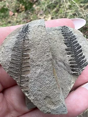 Fern Leaves Fossil- Natural 1.8” 58.88g Pennsylvanian Mazon Creek Fern Fossil • $18.95