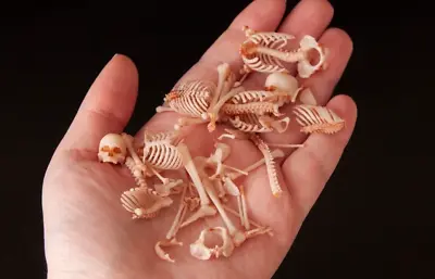 Doll House Miniature Bones Set Tiny Miniatures For Diorama Or DIY Projects • $18.20