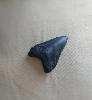 MEGALODON Shark 2.5  Replica Fossil Tooth Jurassic Park World • £7.99