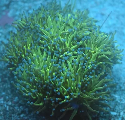 Live Coral Frag Colony Wysiwyg Green Blue Tip Torch Colony 5 To 6 Heads • $325