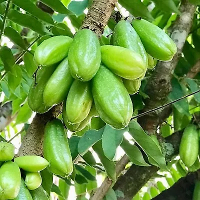 Bilimbi Cucumber Tree (averrhoa Bilimbi) Live Fruit Tree 12”- 24” • $39.99