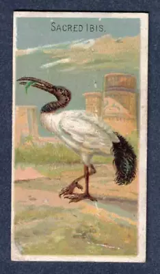 SACRED IBIS 1889 N5 Allen & Ginter Birds Of The Tropics • $8.50