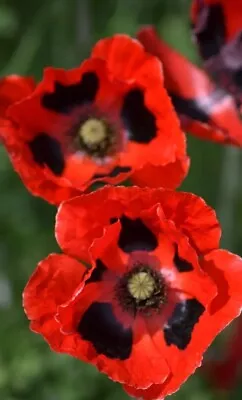 8x PAPAVER COMMUTATUM POPPY LADYBIRD Plug Plants Preorder FREE P&P • £9.75