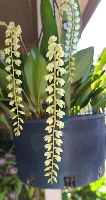 Dendrochilum Orchid - Dendrochilum Filiforme (Species) • $15