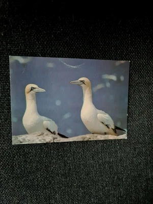 £0.99 • Buy Gannets   Pembrokeshire National Park   Postcard
