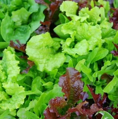 Lettuce Seed Babyleaf Mixed Leaves 2000 Seeds - Easy Cut And Grow Again Salad • £2.69