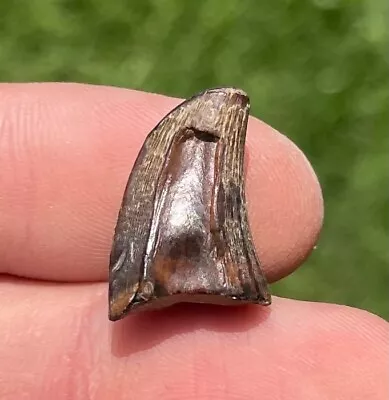 Texas Fossil Mosasaur Tooth Partial Cretaceous Age Dinosaur Tooth • $9.99