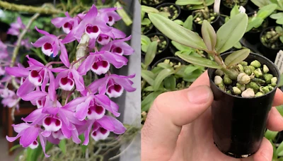 $22 • Buy RON Orchid Dendrobium Den Parishii Mae Hong Son SPECIES 50mm Square Pot FRAGRANT