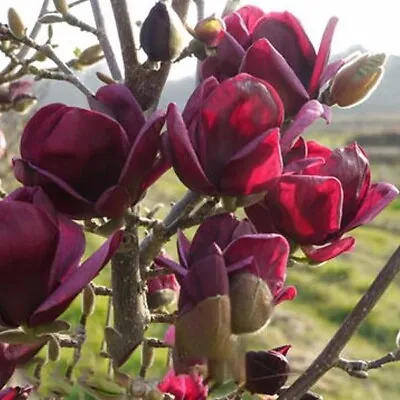 Rare Genie Dark Red Yulan Butterfly Magnolia Seeds Tree Bonsai Flower Big Blooms • $10.99