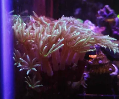 Live Red Pipe Organ Coral Frag Easy Beginner Soft Coral With Red Skeleton • $24.99