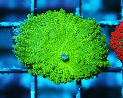 Electric Green Rhodactis Mushroom Zoanthids Paly Zoa SPS LPS Corals WYSIWYG • $4.99