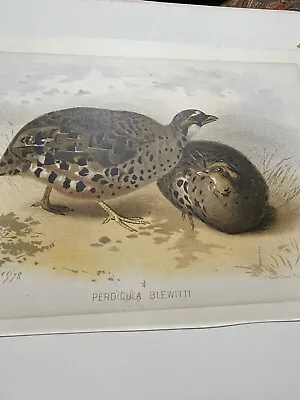 Antique Bird Print Pair Of Quail Titled: Perdicula Blewitti • $9.99