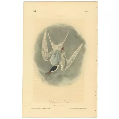 Audubon Birds Octavo 2nd Ed 1856 H/c Lithograph Pl 433 Common Tern • $41.60